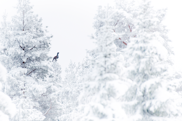TIURDRØMMEN: Synet alle toppjegere håper skal møte dem i urskogen. Men gjør du alt riktig for at det skal skje? Ill.foto: Kai Jensen / NTB TIURDRØMMEN: Synet alle toppjegere håper skal møte dem i urskogen. Men gjør du alt riktig for at det skal skje? Ill.foto: Kai Jensen / NTB