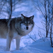 LISENSJAKT: Klima- og miljødepartementet opprettholder kvoten etter klagebehandling. Foto: Asgeir Helgestad / Samfoto Ulv i vinterlandskap