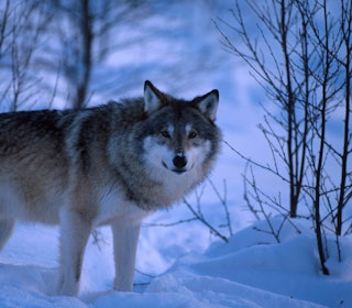 LISENSJAKT: Klima- og miljødepartementet opprettholder kvoten etter klagebehandling. Foto: Asgeir Helgestad / Samfoto Ulv i vinterlandskap