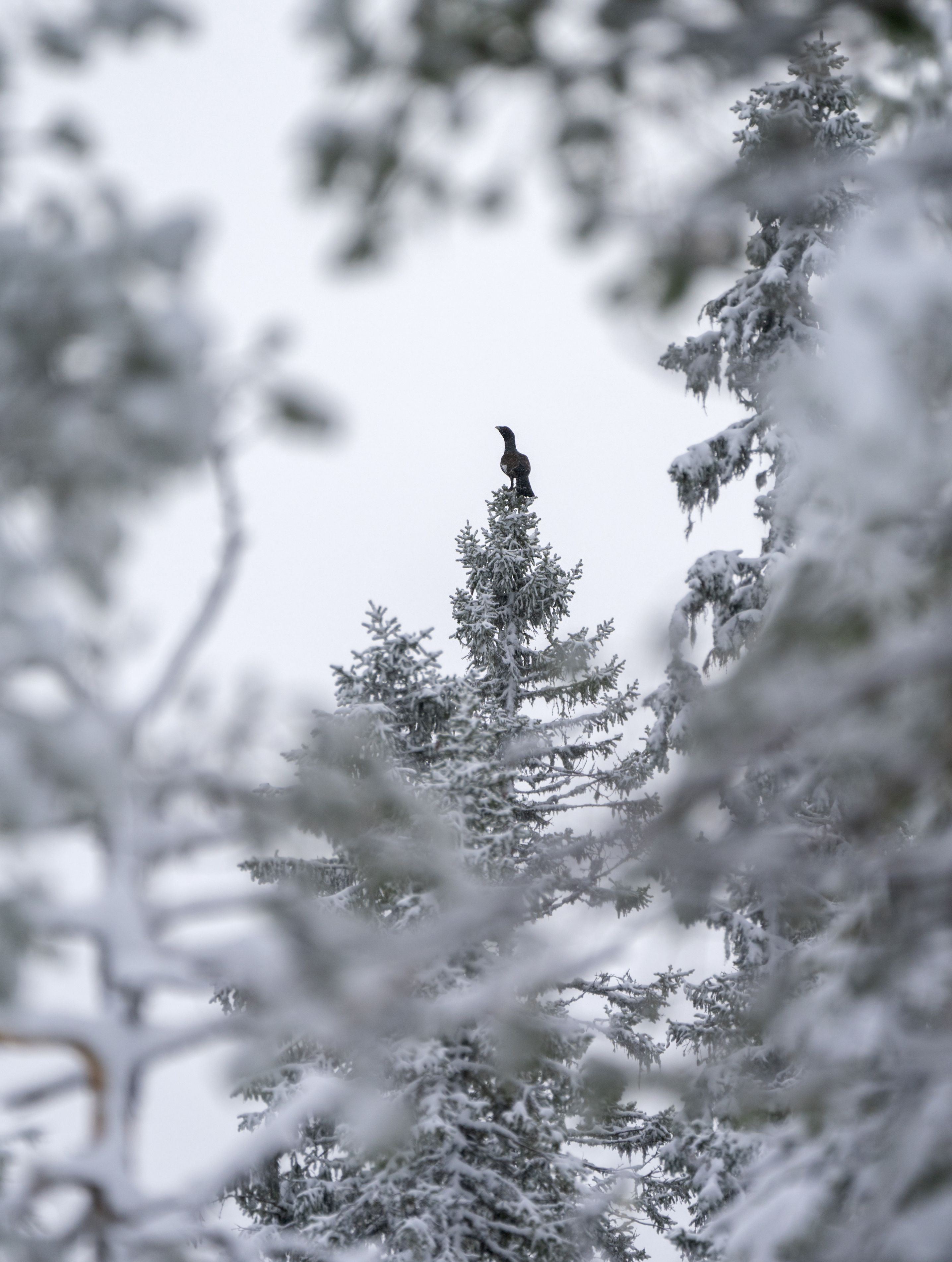 Tiur i toppen av ei gran