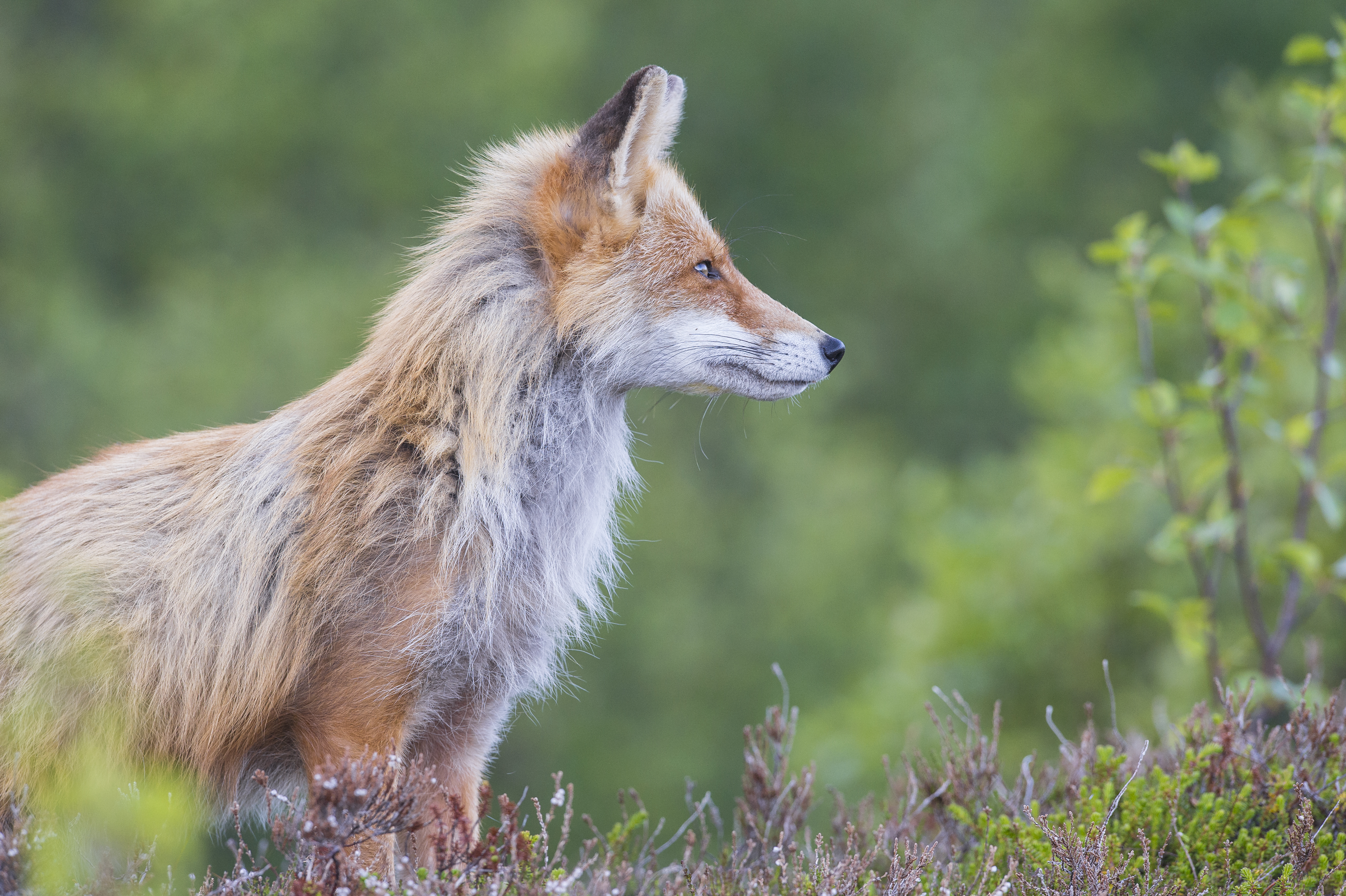 Fjellrev – en hardhaus i fremgang | JEGER.NO