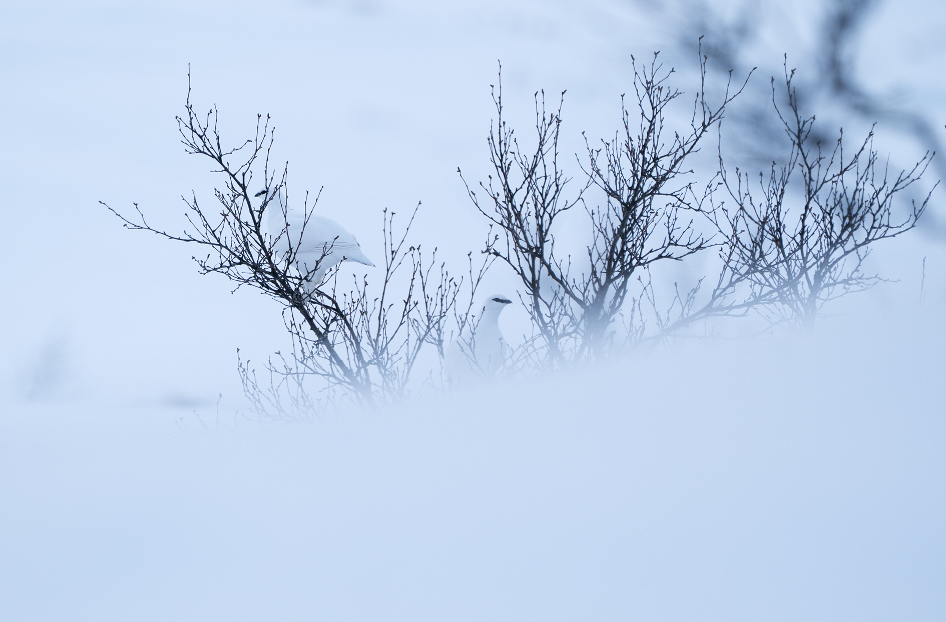 Rypejakt med rifle om vinteren – fjellrype i sprengkulde | JEGER.NO