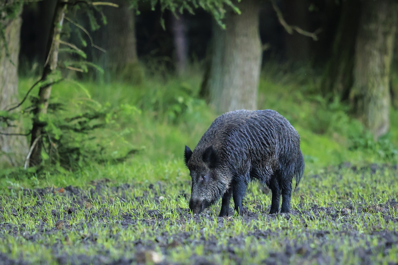 N Kan Du Leie Din Egen teplass For Villsvinjakt JEGER NO n-kan-du-leie-din-egen-teplass-for-villsvinjakt-jeger-no