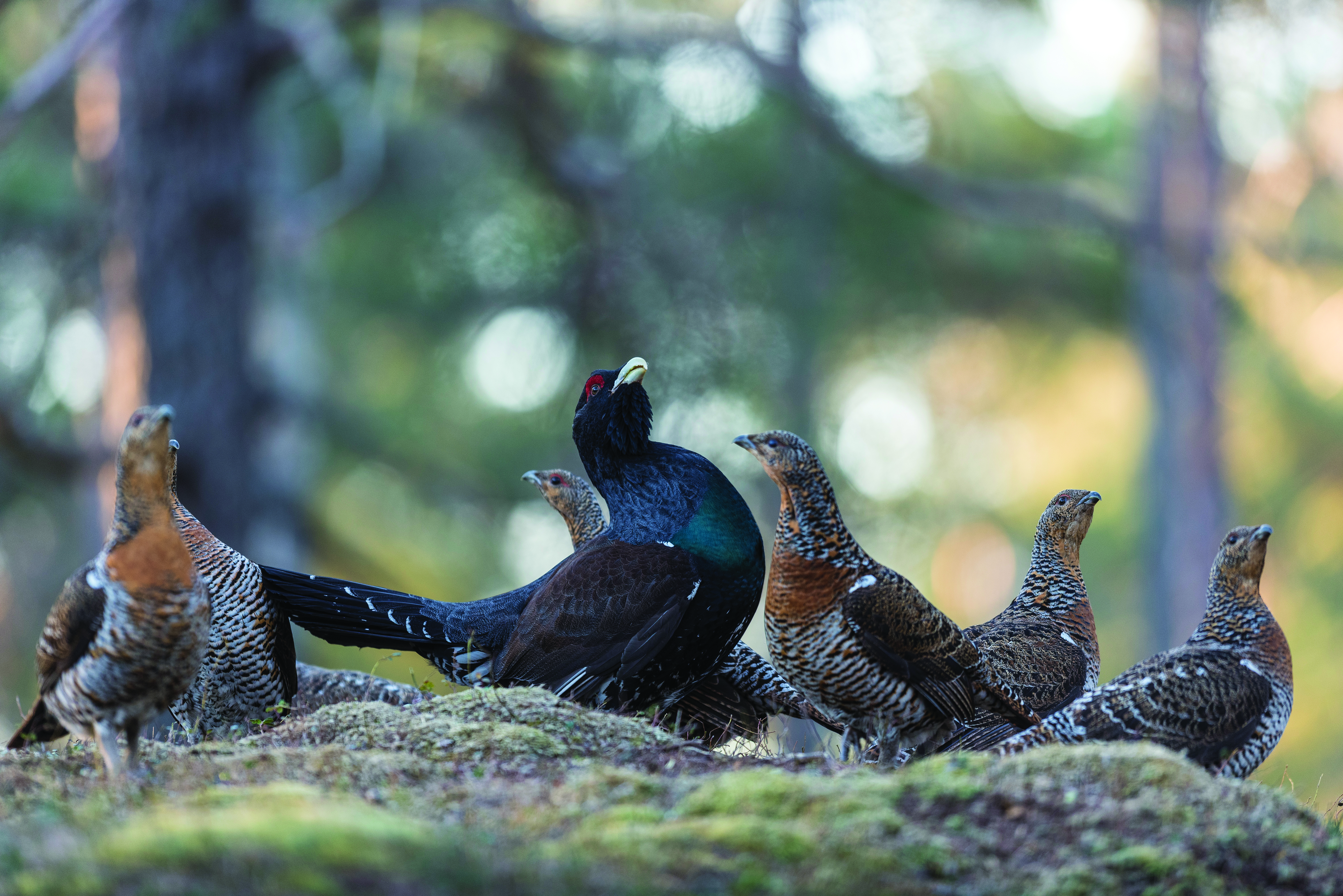 Tiuren og hans harem: Hvordan finne en tiurleik? | JEGER.NO