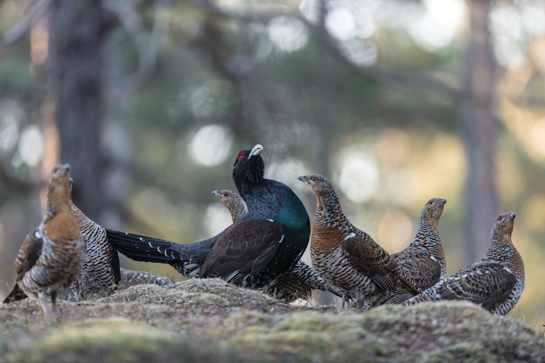 Tiuren og hans harem: Hvordan finne en tiurleik? | JEGER.NO