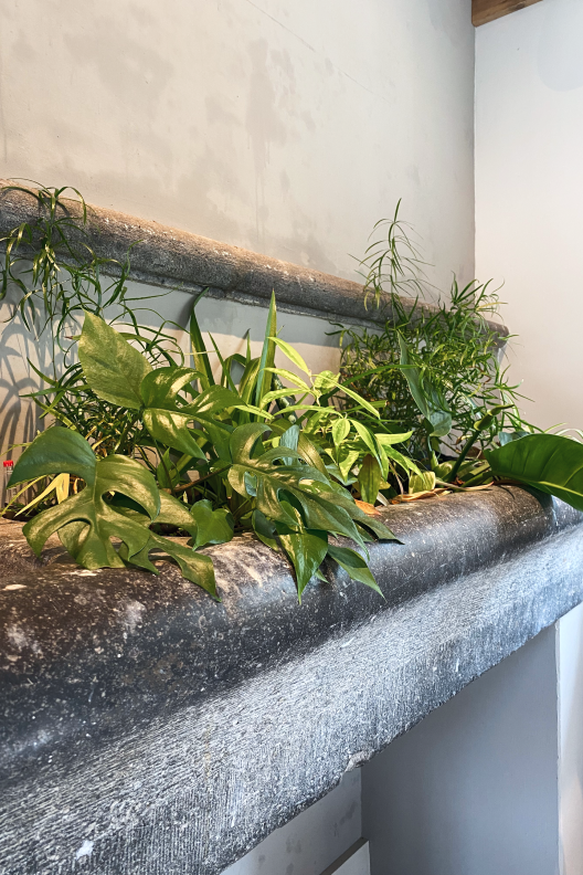 Planten in een oude voederbak van de paarden