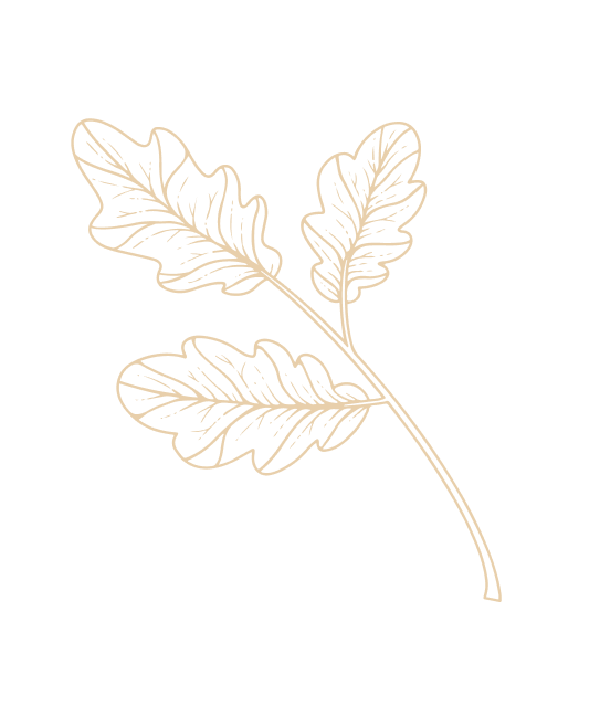 Silhouet van een eikenblaadje