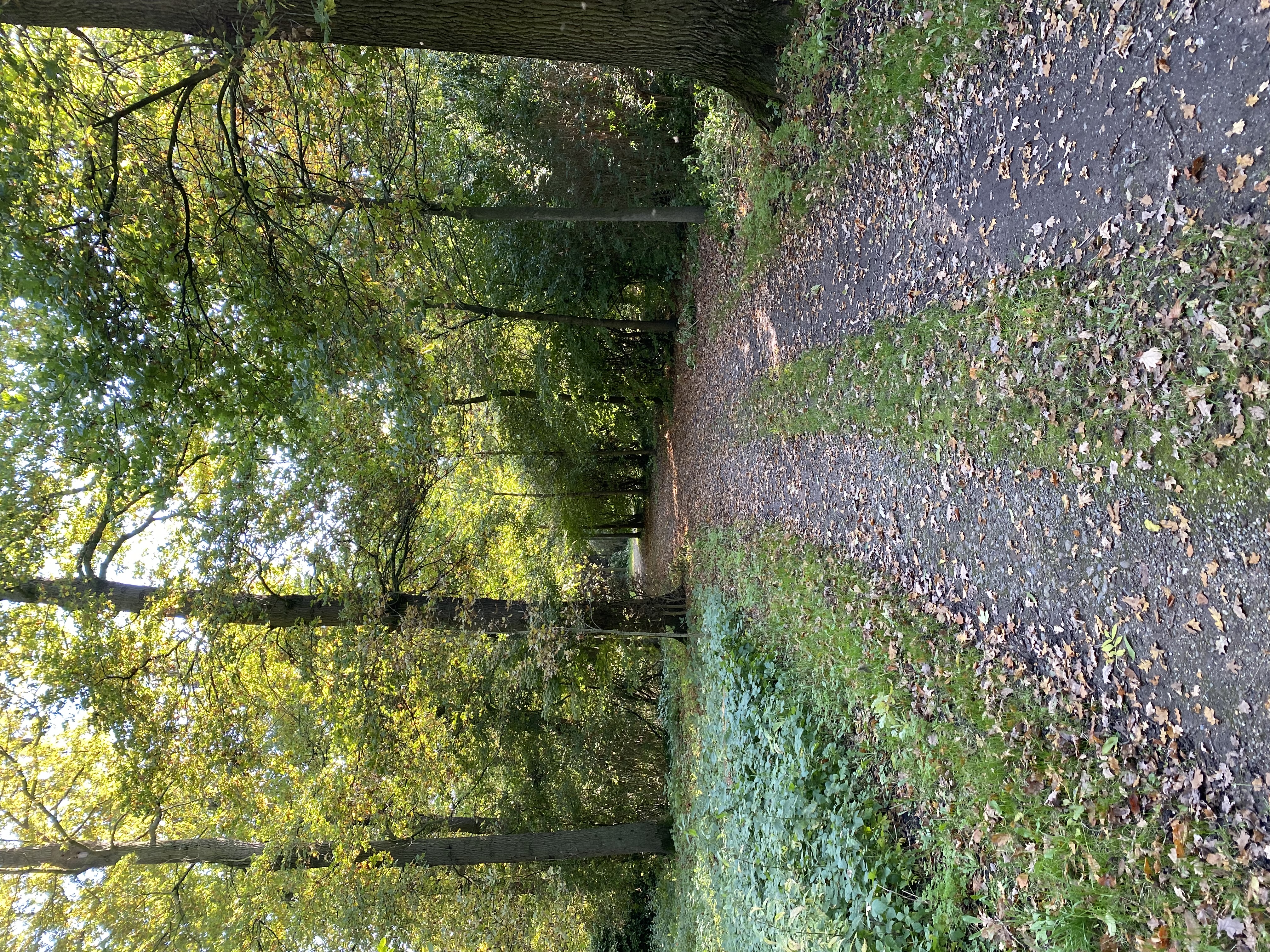Bospad achter de boederij in de herfst
