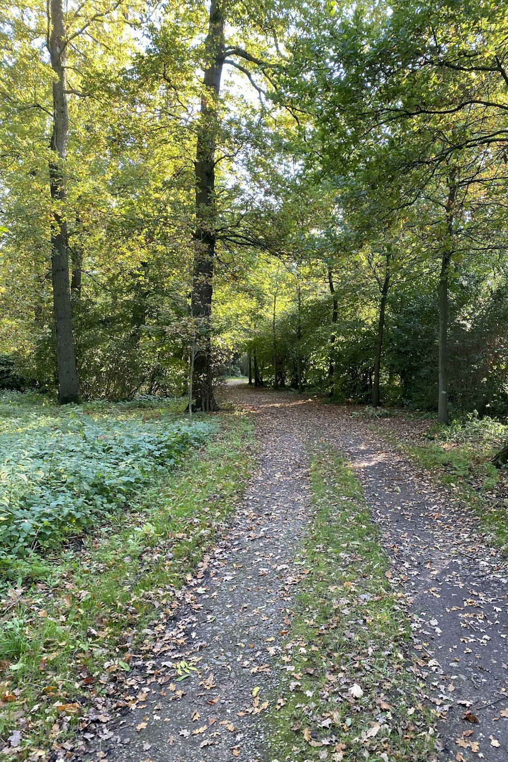 Bospad achter de boederij in de herfst