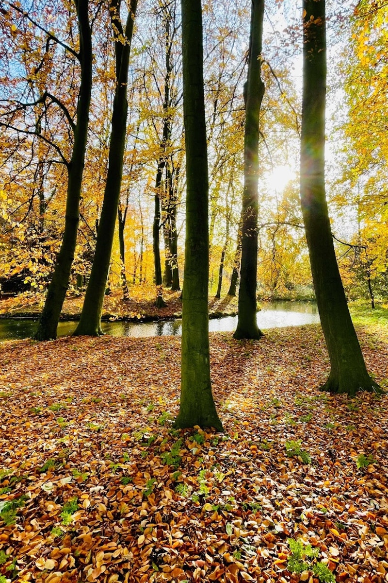 Zon schijnt door de bomen van het park