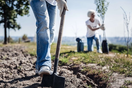 Tree planting close up