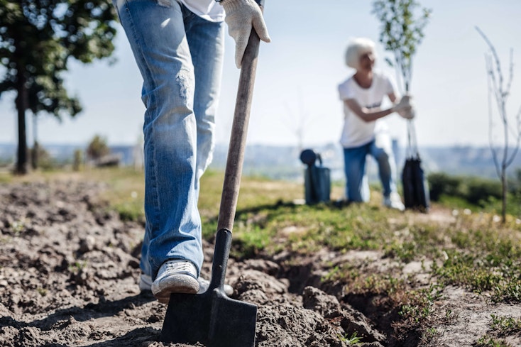 Plantation d'arbres en gros plan