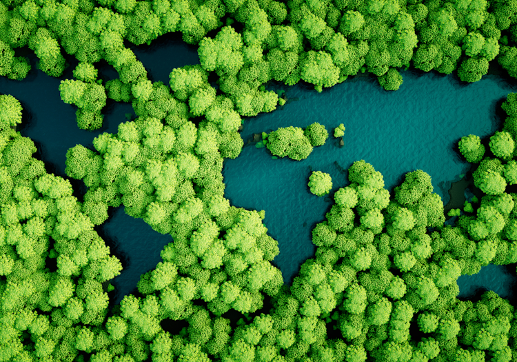 forêt tropicale d'en haut