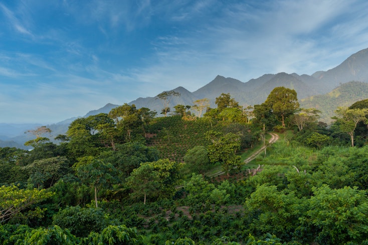 Honduras coffee plantation