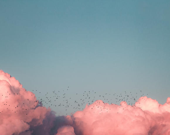 Birds in the clouds