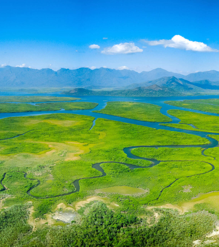 Mangroves and rivers image card