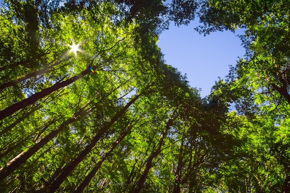 A love heart shape formed by trees