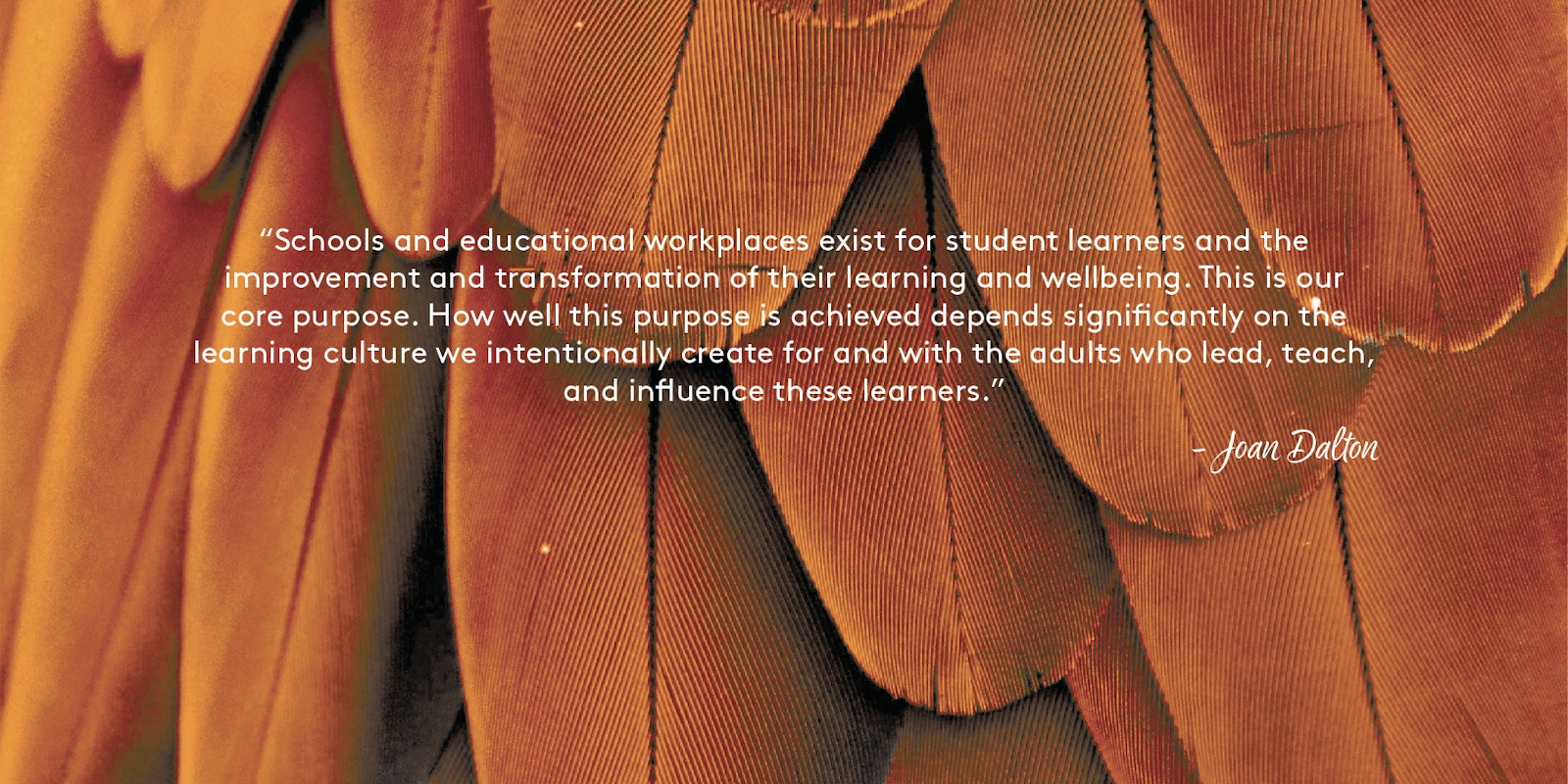 Feathers with quote