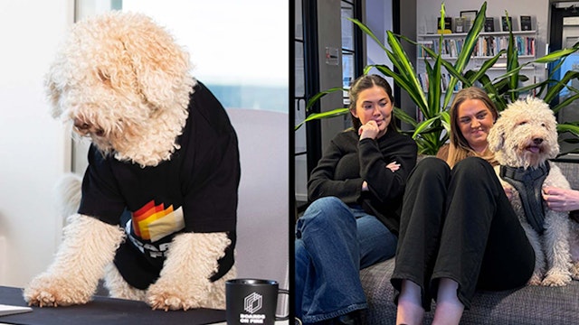 Office dog Vilja with colleagues at Boards on Fire.