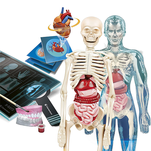 Scienza&Gioco Anatomia Super