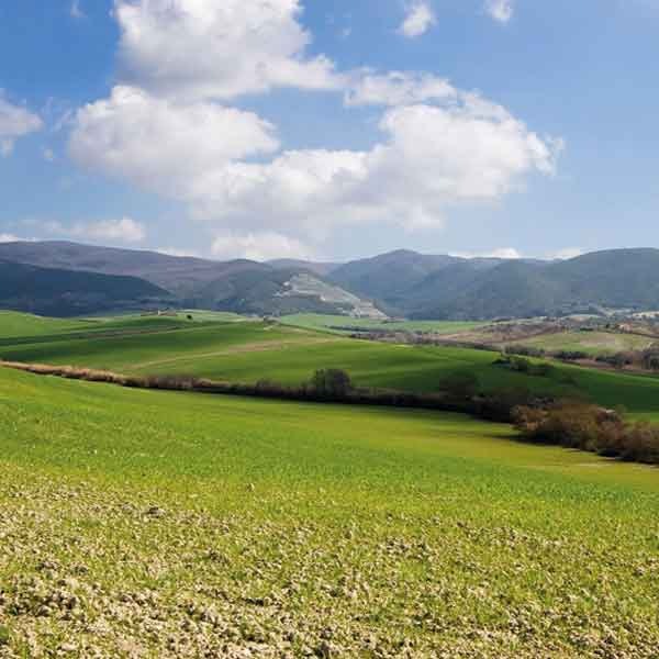 Le origini del gusto
