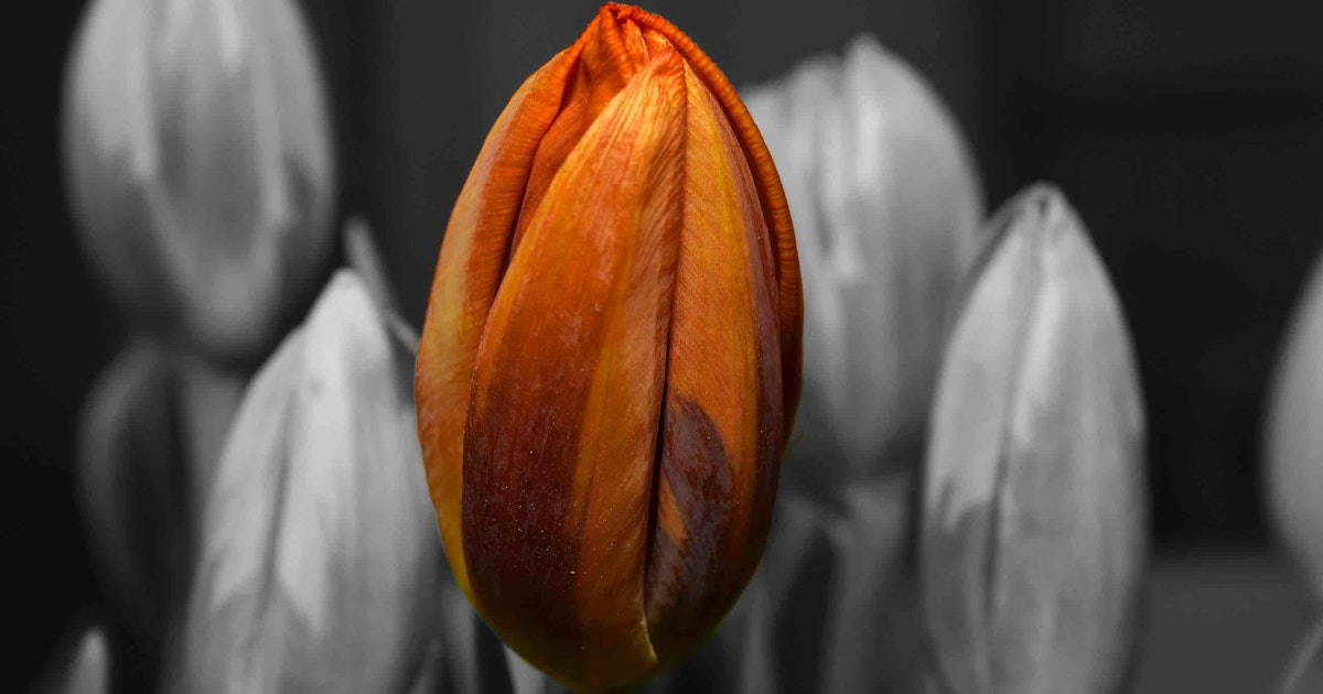 Is Bitcoin Like the Dutch Tulip Bubble?
