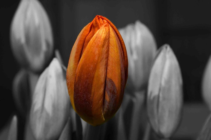 Is Bitcoin Like the Dutch Tulip Bubble?
