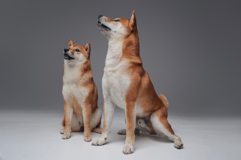 doge rip offs hacks