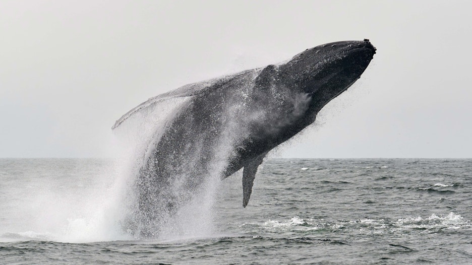 Ethereum walvis verplaatst 145.000 ETH