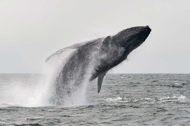 Ethereum walvis verplaatst 145.000 ETH