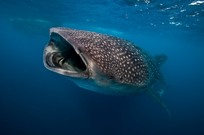 Ripple whale
