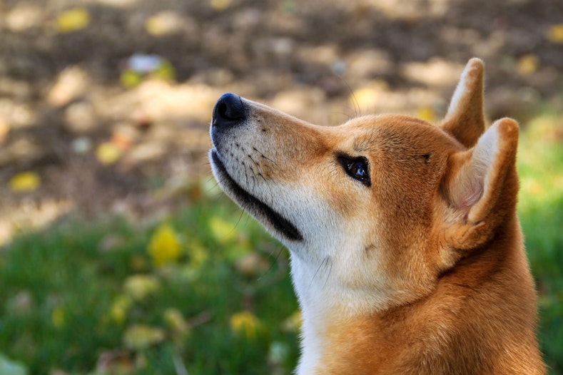 Jackson Palmer ontwikkelde Dogecoin samen met een vriend als grap