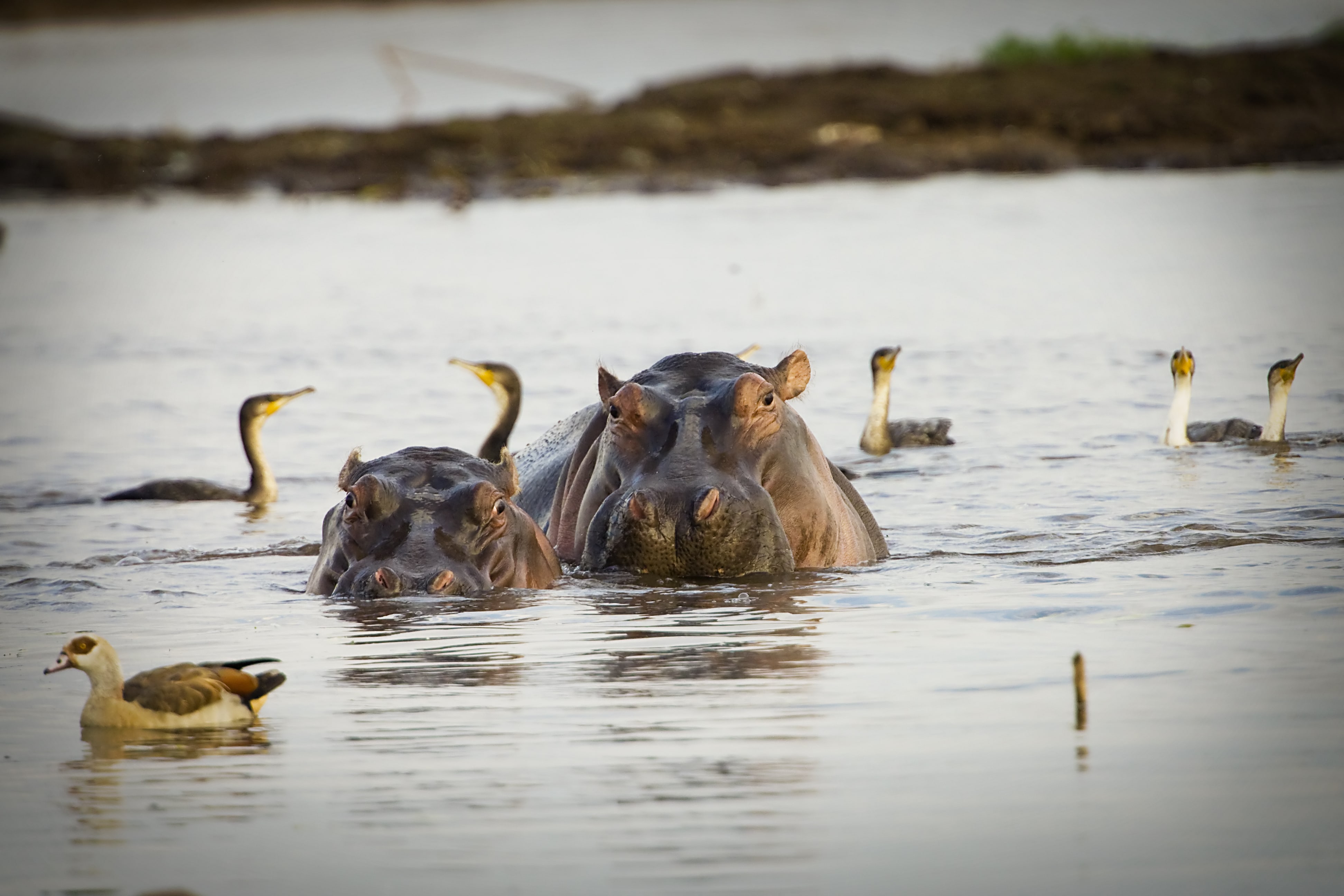 Hoe Bitcoin-mining de energietransitie in Afrika beïnvloedt.