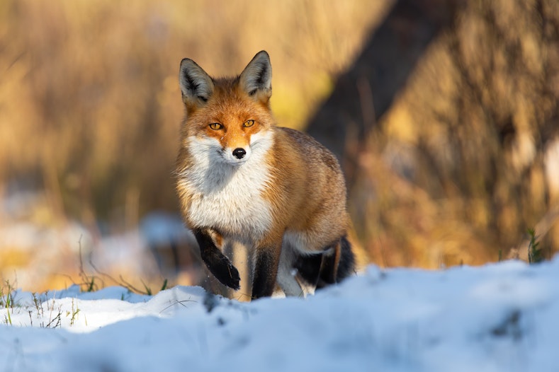 MetaMask verzamelt gebruikersgegevens, wat kunt u ertegen doen?