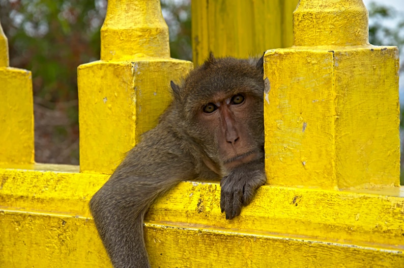 Bored Ape verkocht, voor bijna een miljoen US-dollar