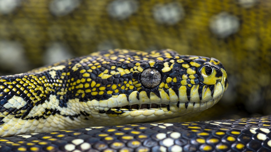 Eerste Cardano smart contract uitgevoerd op Python basis