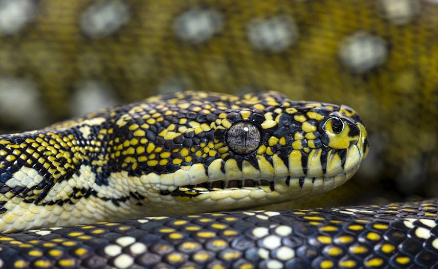 Eerste Cardano smart contract uitgevoerd, op Python basis