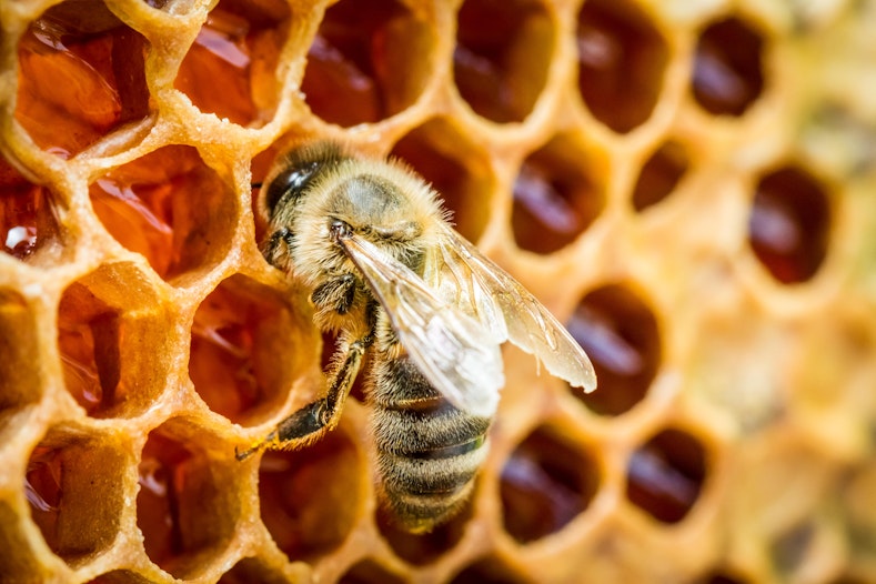 Scam duitsland amerika hive