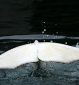 Mysterieuze Dogecoin whale, verplaatst meer dan 40 miljoen US dollar