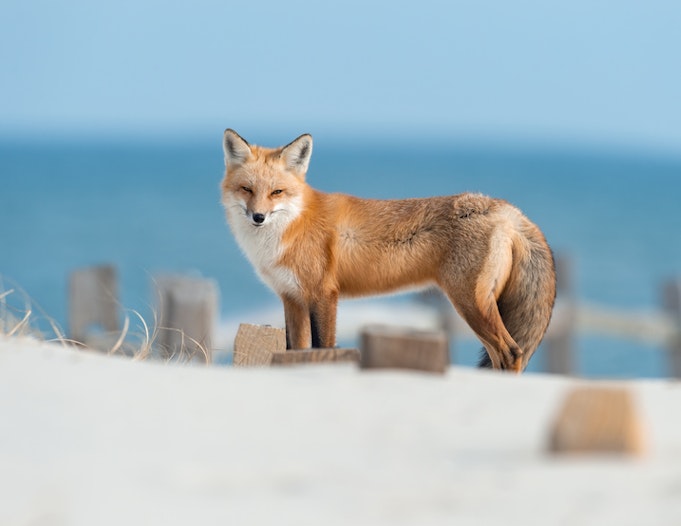 MetaMask update maakt cryptowallet veiliger