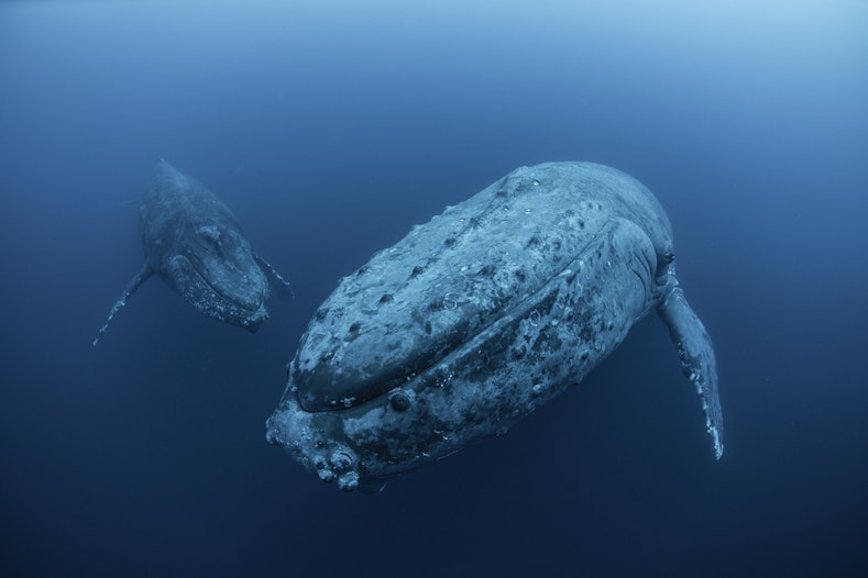 11.680 Ethereum in 48 uur: Crypto-whale verkoopt meer dan 1.000 NFT's