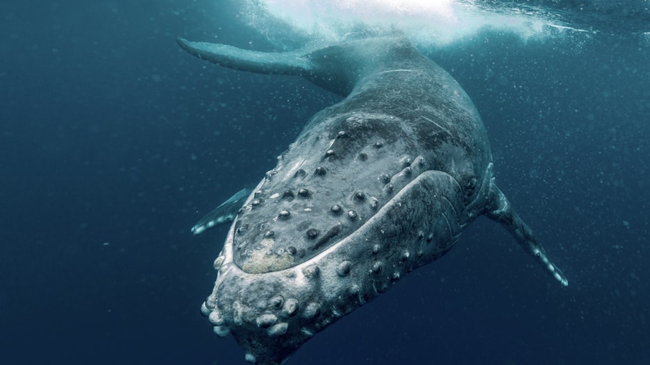 Veroorzaakt deze whale een sell-off van SHIB?