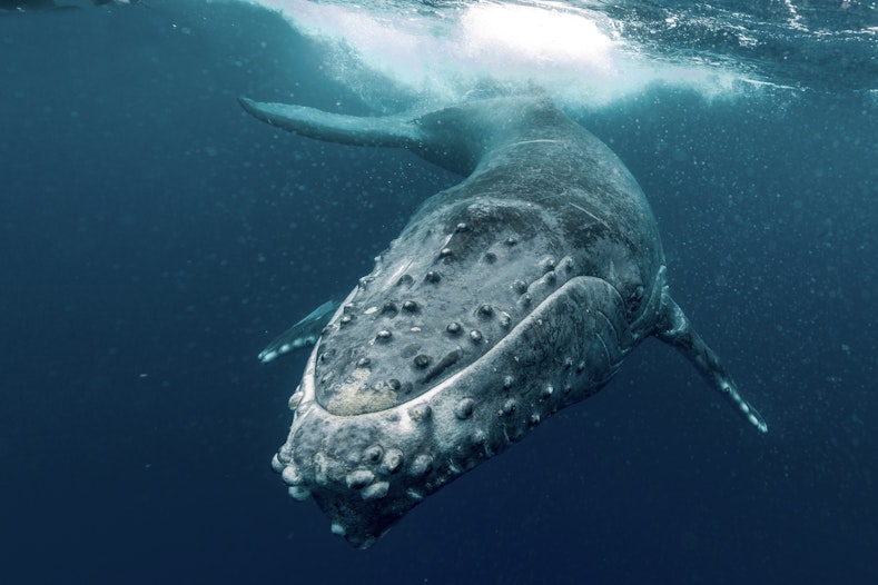 Veroorzaakt deze whale een sell-off van SHIB?