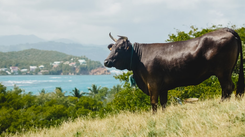 Ripple (XRP) koers in bull mode:, dit is waarom