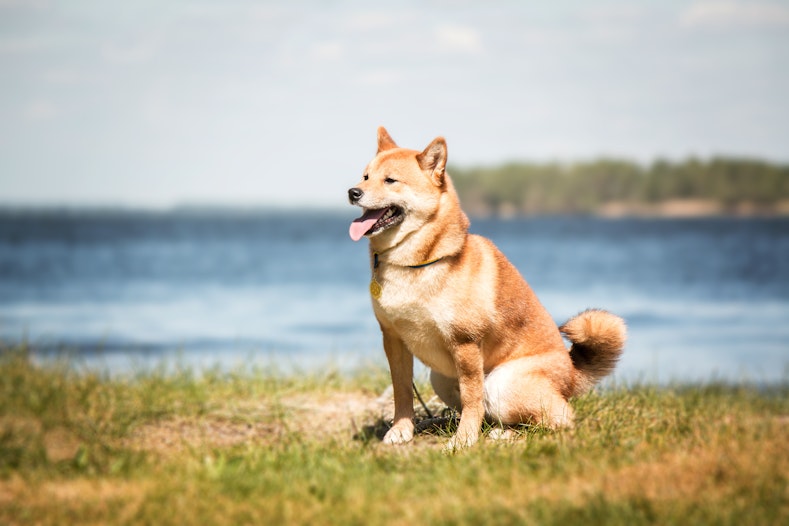 Shiba Inu whale koopt 900 miljard tokens