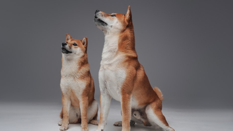 Dogecoin trekt Shiba Inu naar een nieuw hoogtepunt