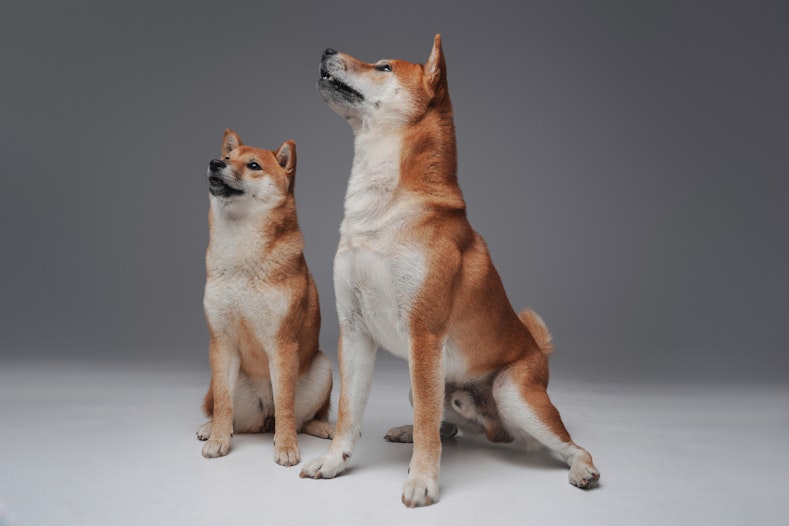 Dogecoin trekt Shiba Inu naar een nieuw hoogtepunt