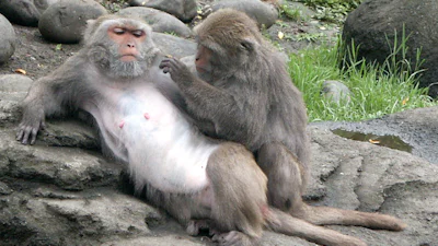 Computer benadert herkenningsniveau aap