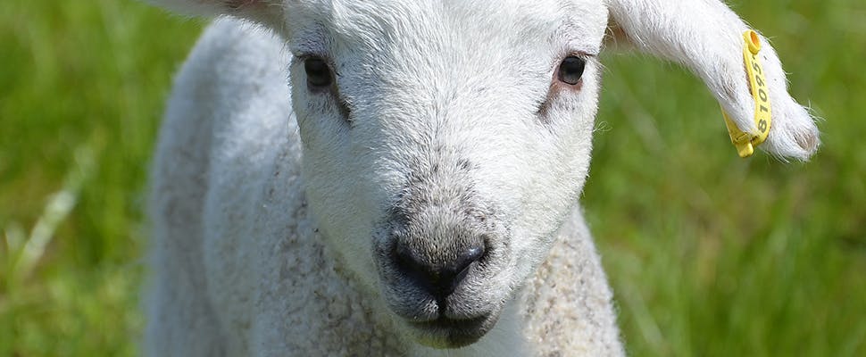 Lam-cam op Texel: Lammetjes via GPS te volgen