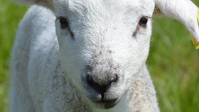Lam-cam op Texel: Lammetjes via GPS te volgen